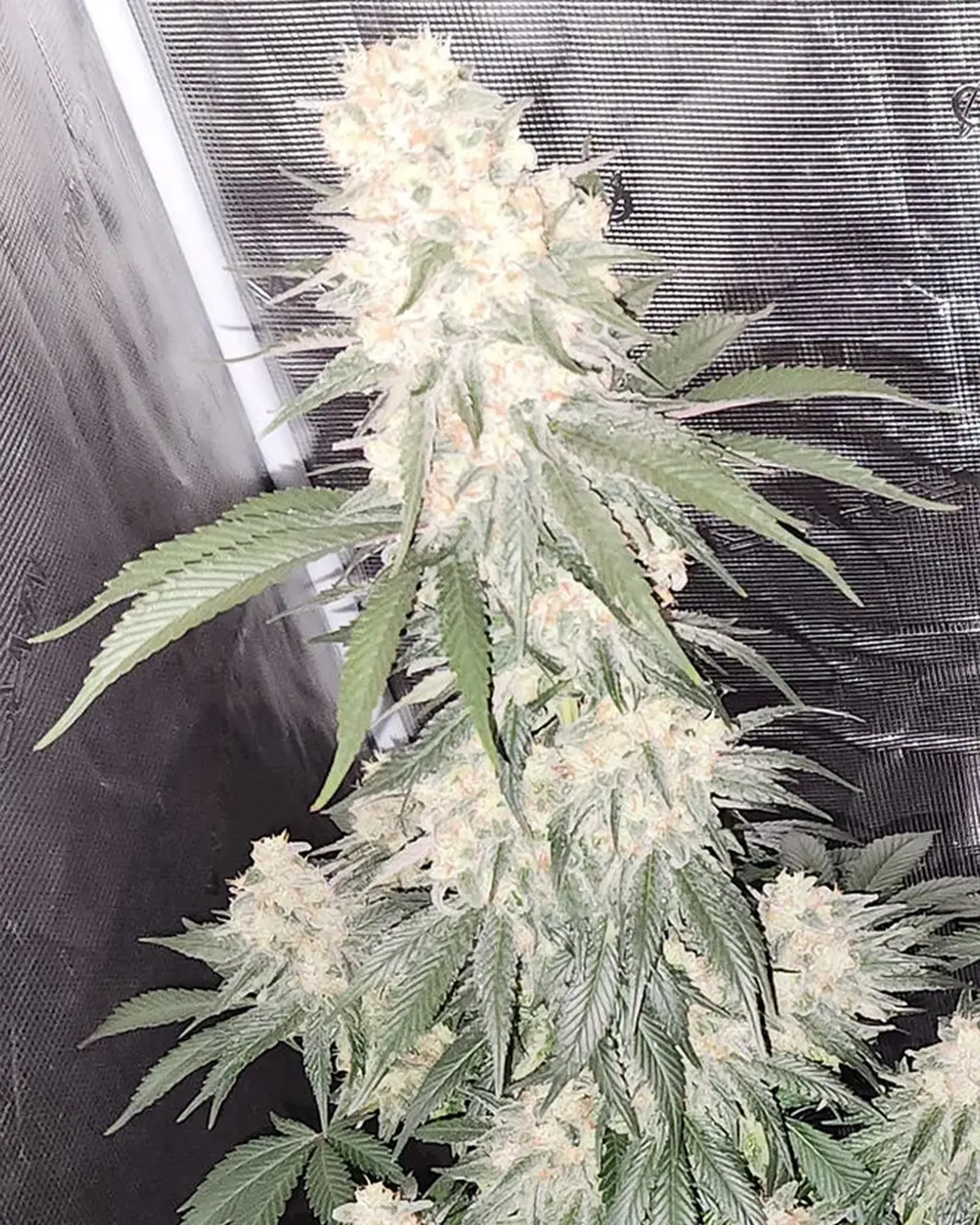 5 White Truffle Bonjoyle BOM Nov