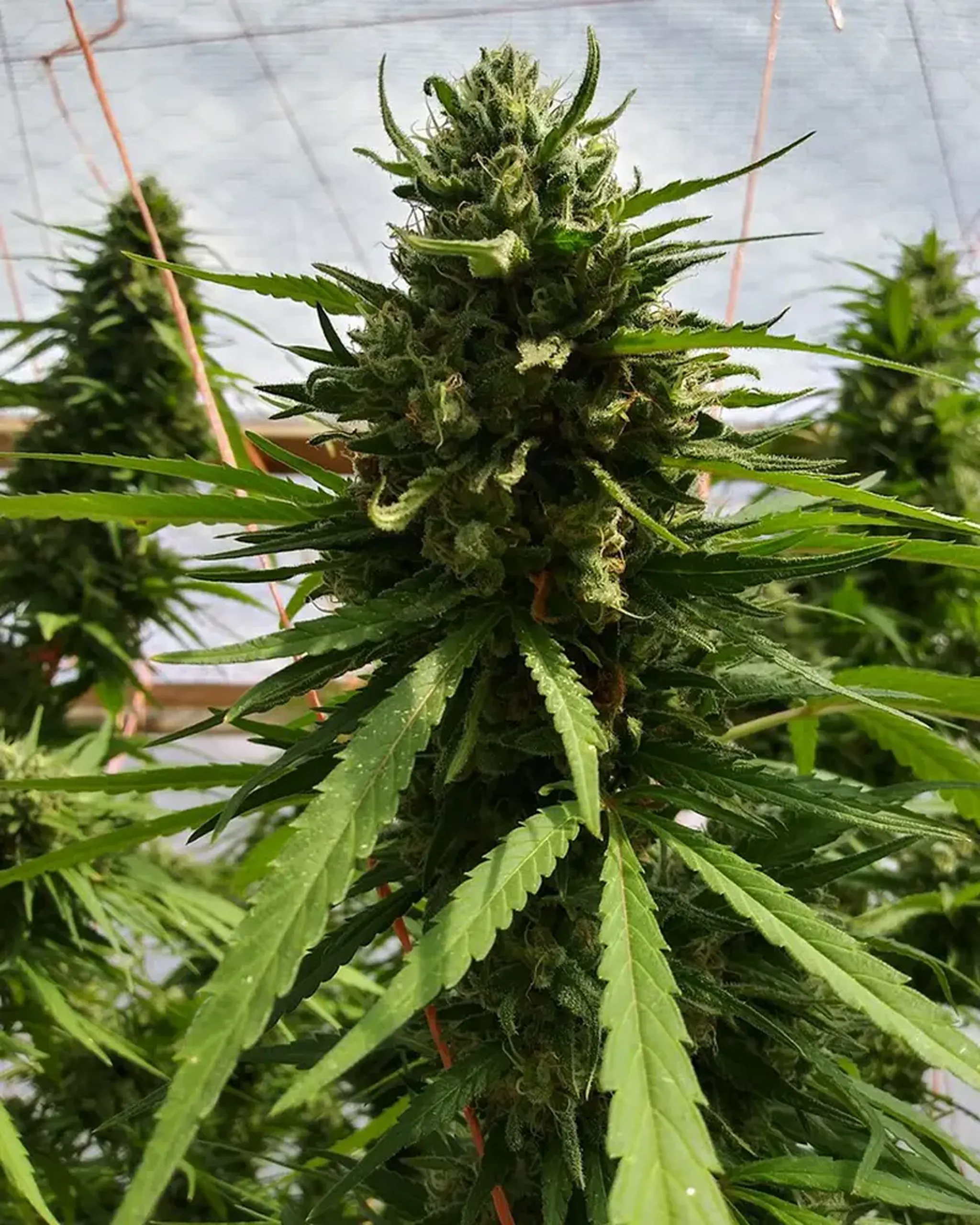 Close-up of a mature cannabis plant with dense green buds and long, narrow leaves, set against a blurred greenhouse background.