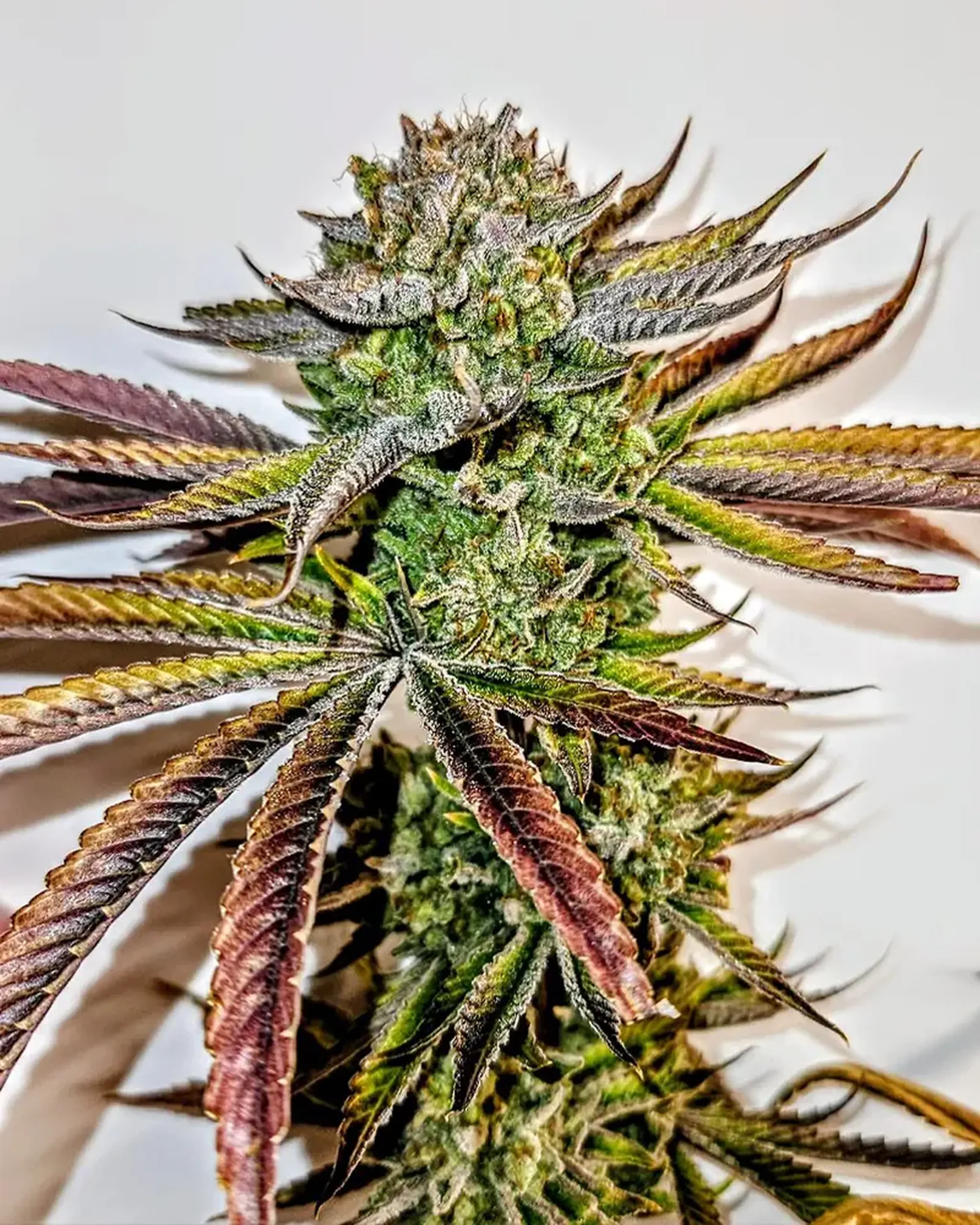Close-up of a cannabis plant with dense green buds and serrated leaves, some tinged with purple and brown, against a plain background.