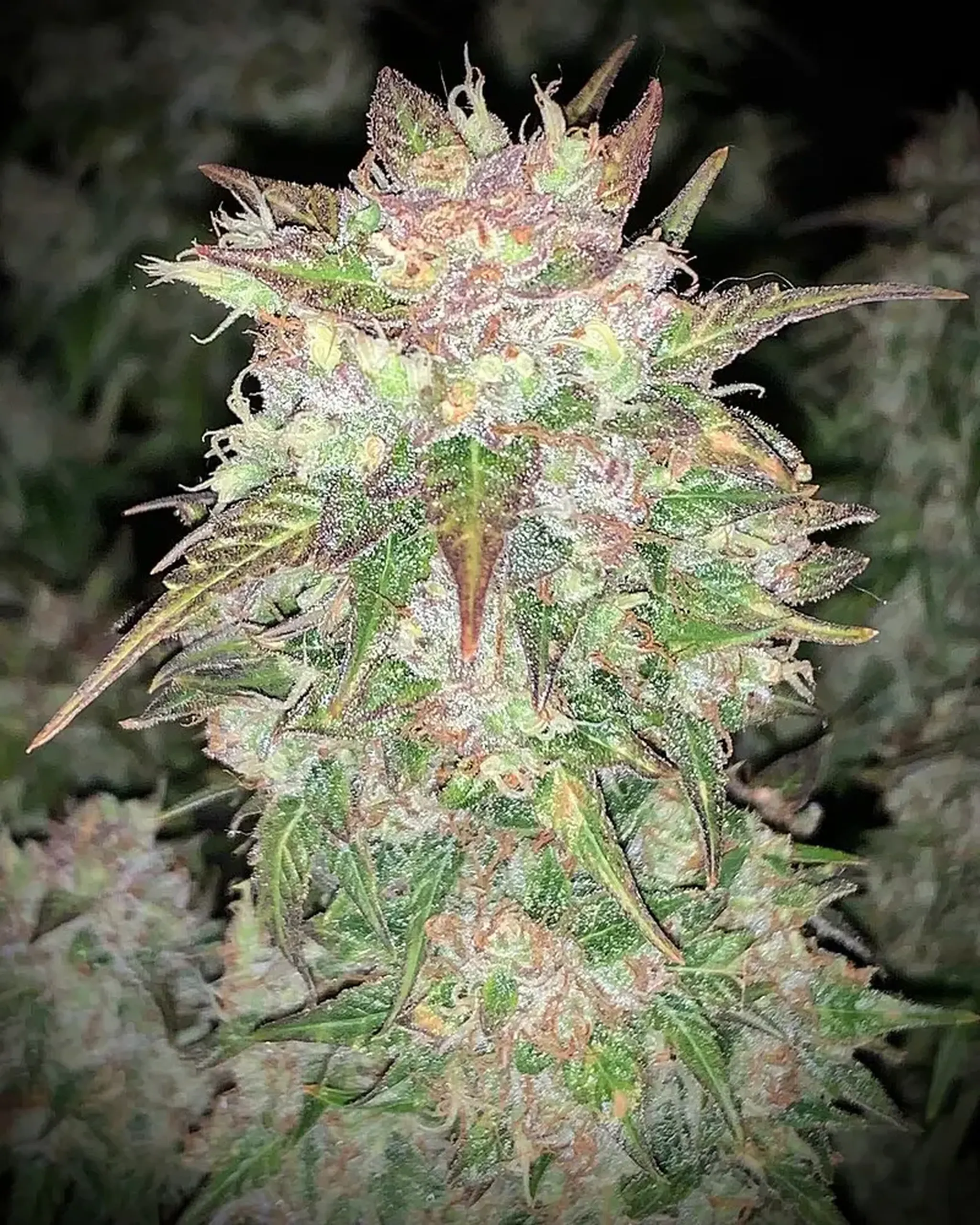 Close-up of a cannabis plant with dense, frosty buds and vibrant green leaves, highlighted by pink and purple hues under bright lighting.