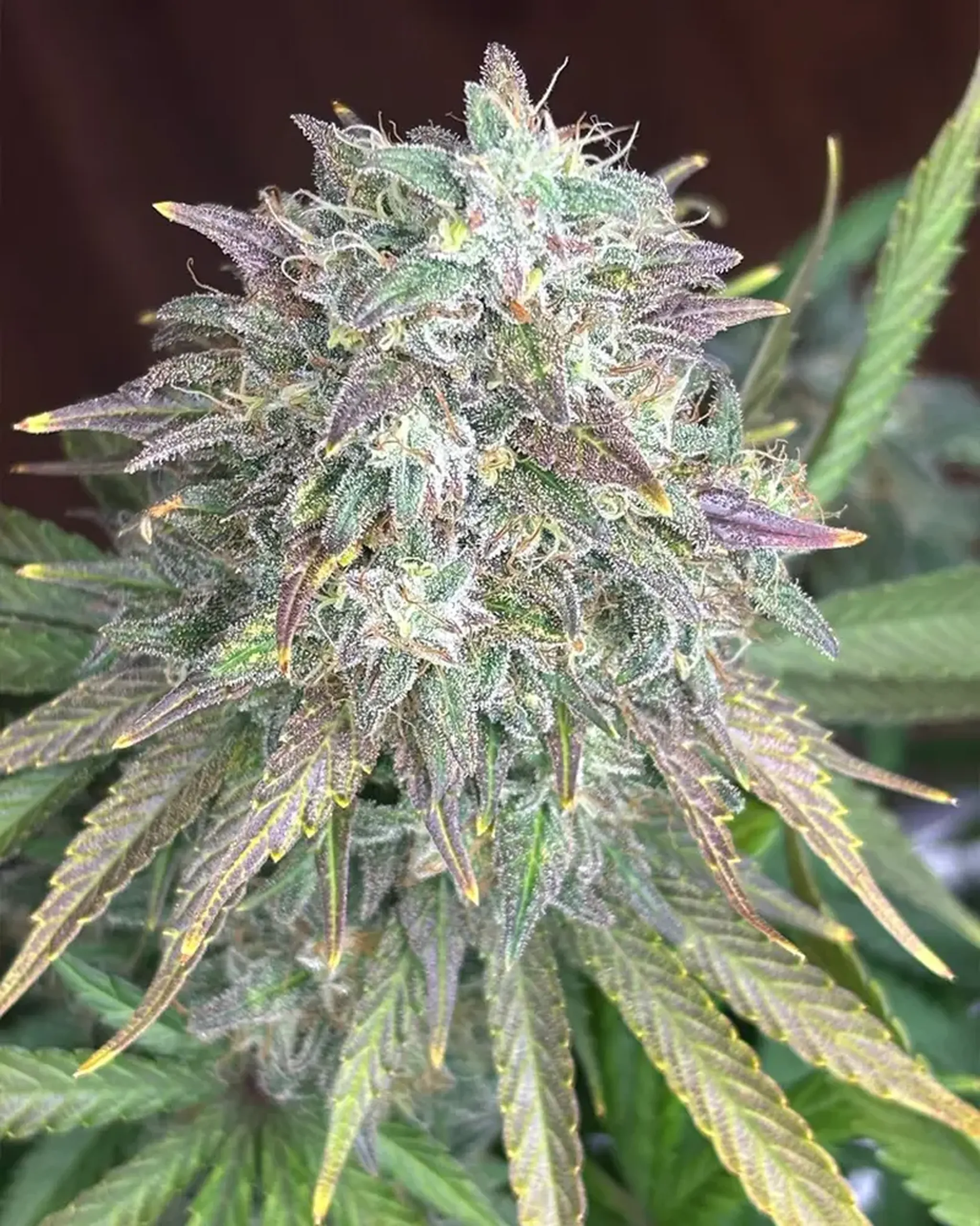Close-up of a cannabis plant with dense, frosty buds and pointed leaves, displaying shades of green and purple under natural light.