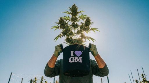 Best Marijuana Growing Supplies and Accessories