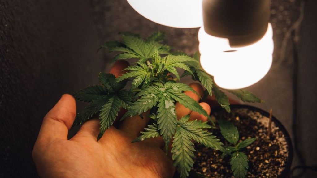 Choosing the Right Grow Kit