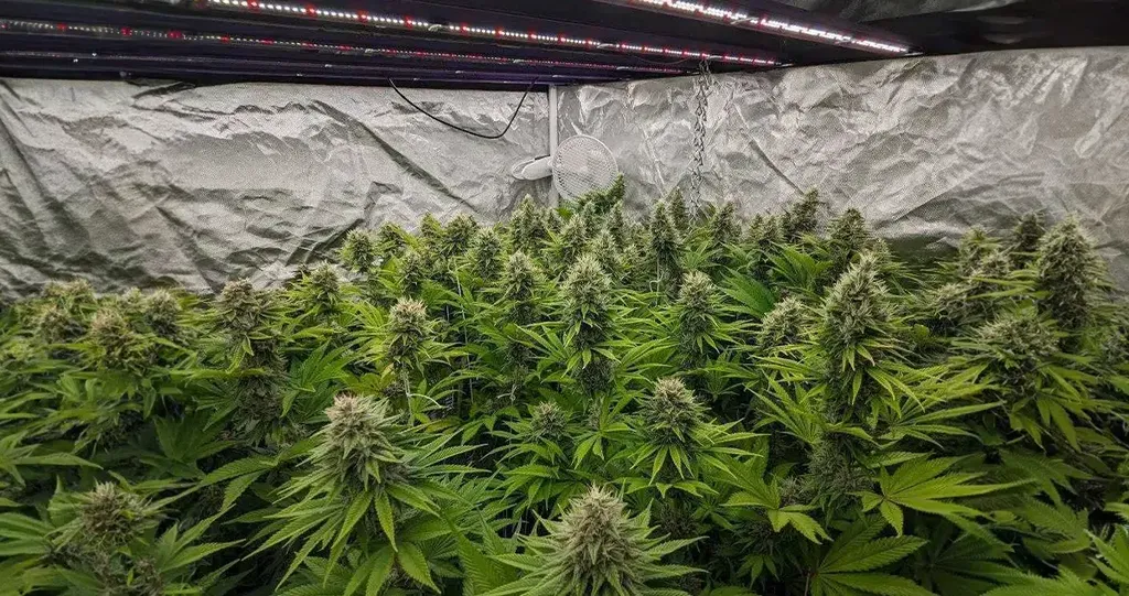 A collection of thriving marijuana plants inside a well-maintained grow room with proper lighting and temperature control. Multiple cannabis plants growing in an indoor grow room, surrounded by controlled lighting, temperature regulation, and nutrient management for optimal plant health.