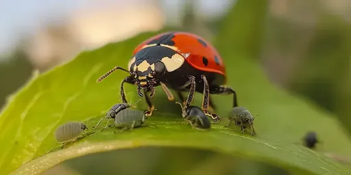 A close-up of a ladybug eating aphids on a cannabis leaf, providing natural pest control by reducing the aphid population.