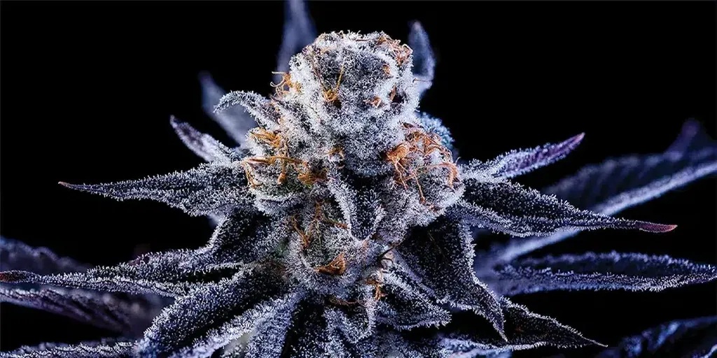 Hazy girl showing all its frosty trichomes and colors in late flower.