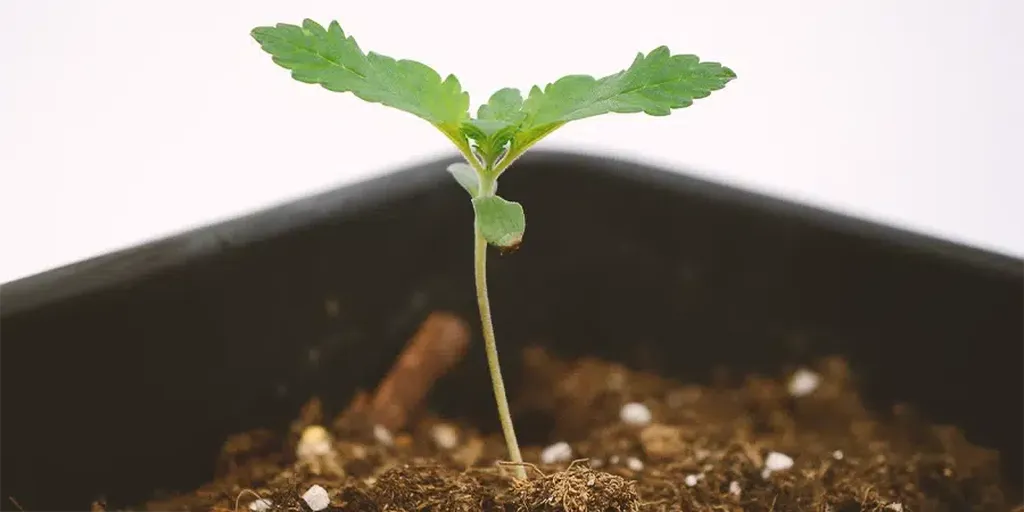 A small cannabis seedling in its first week, with its cotyledon leaves visible and signs of early growth.
