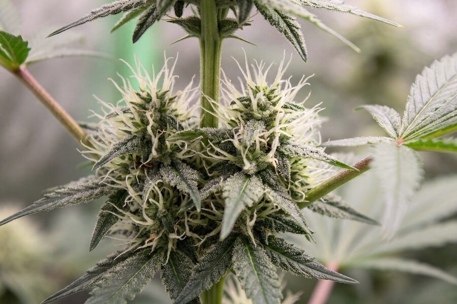 Autoflower Week by Week Growth in Pictures [Full Guide]