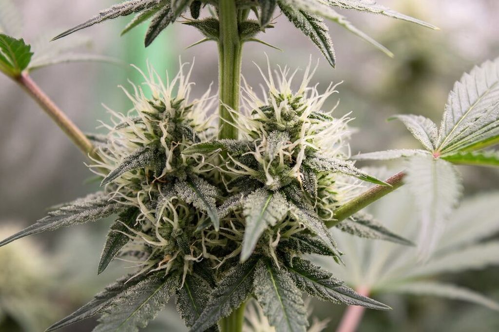 Week 6 autoflower with early bud sites forming and white pistils multiplying at nodes
