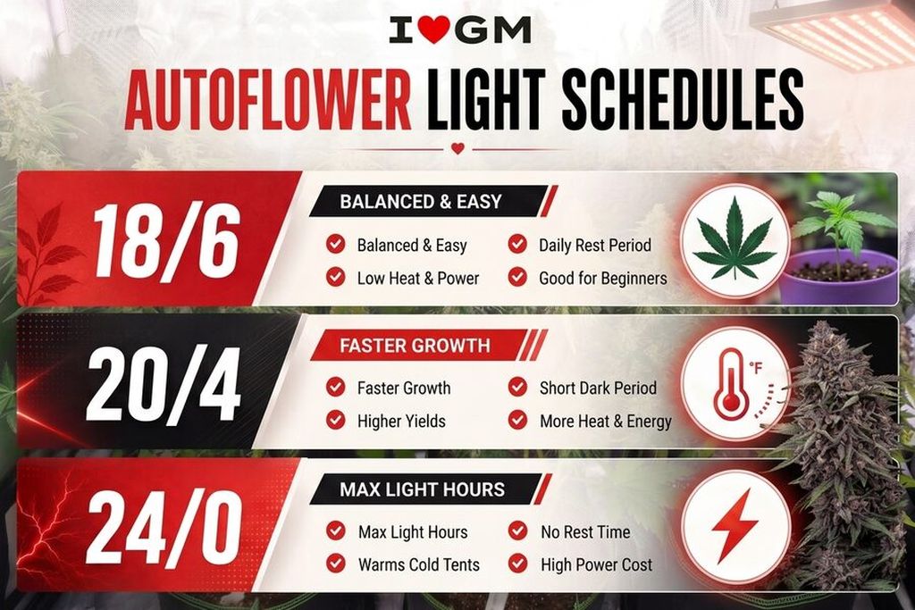 a chart for autoflower light schedule