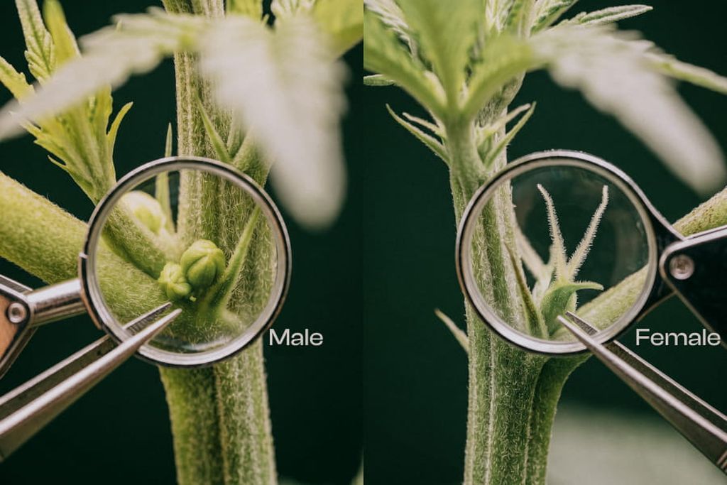 Left is a male pollen sac, round and hairless. Right is a female calyx with two white pistils. Side by side comparison of a round male pollen sac and a teardrop female calyx with two pistils.
