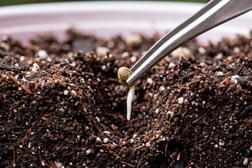 Cannabis seed being planted just below the soil Cannabis seed being planted just below the soil surface, about a quarter to half an inch deep.