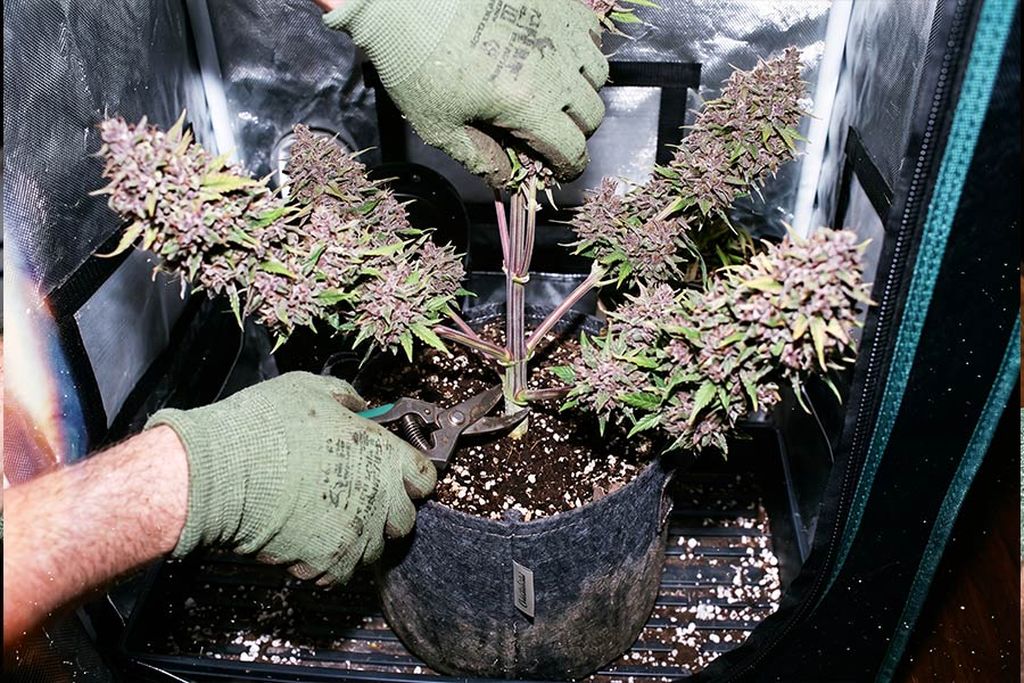 A pair of hands carefully holds a cannabis branch while scissors. A pair of hands carefully holds a cannabis branch while scissors are lined up to make a clean cut.