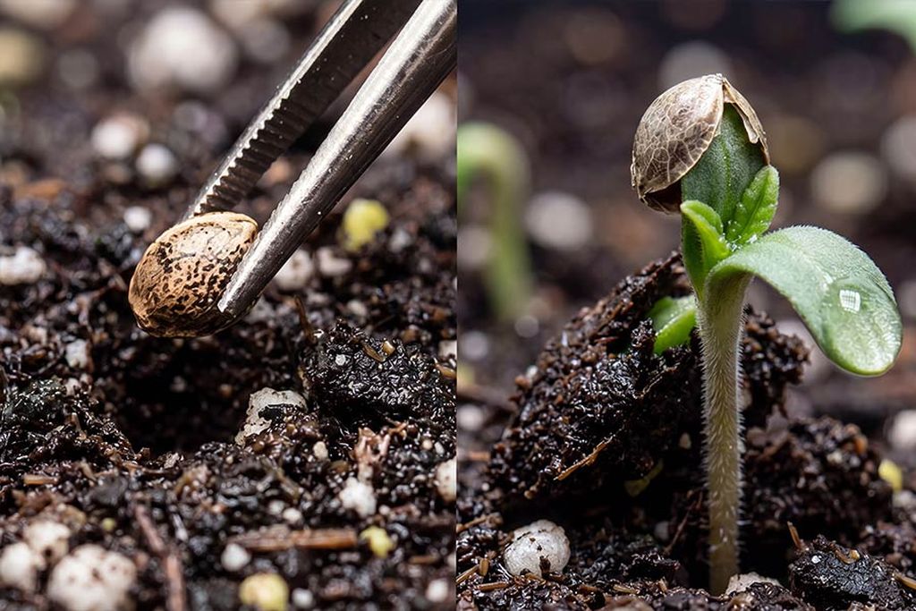 Direct soil germination Cannabis seedling with seed leaves pushing through dark soil surface after direct soil germination