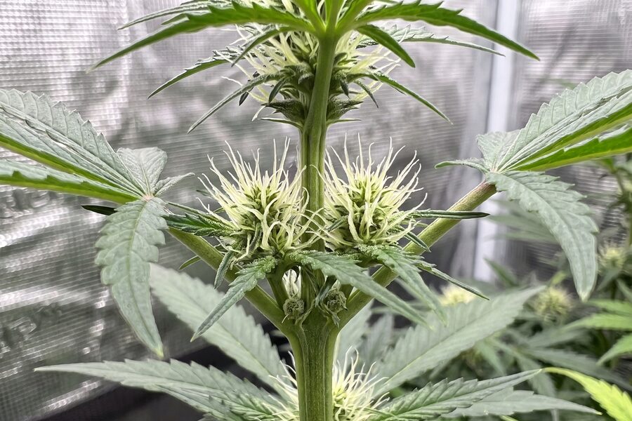 Autoflower Week by Week Growth in Pictures [Full Guide]