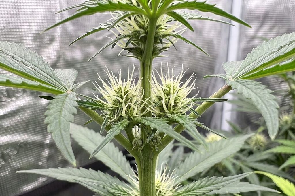 Close-up of pre-flower pistils emerging from a calyx at an autoflower node in week 5