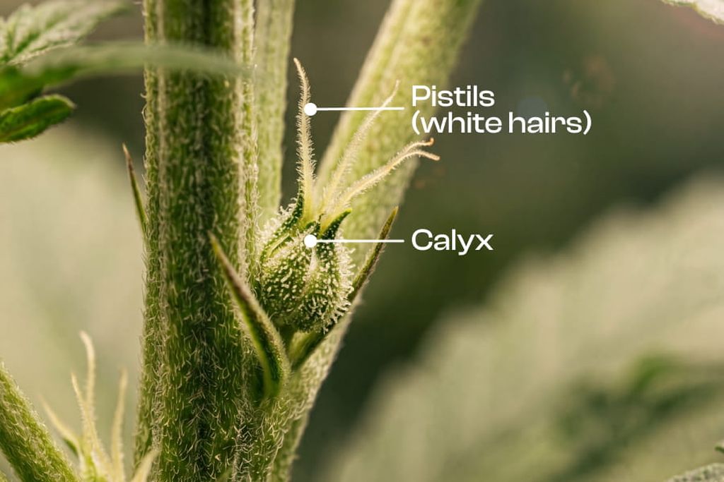 Female cannabis plant with tiny white pistils starting to appear, highlighting the early signs of flowering and female growth. Cannabis plant with tiny white pistils starting to appear, highlighting the early signs of flowering and female growth.