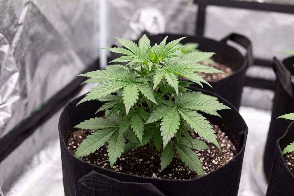 Week 3 autoflower in veg, growing bushy with several node pairs in a fabric pot.