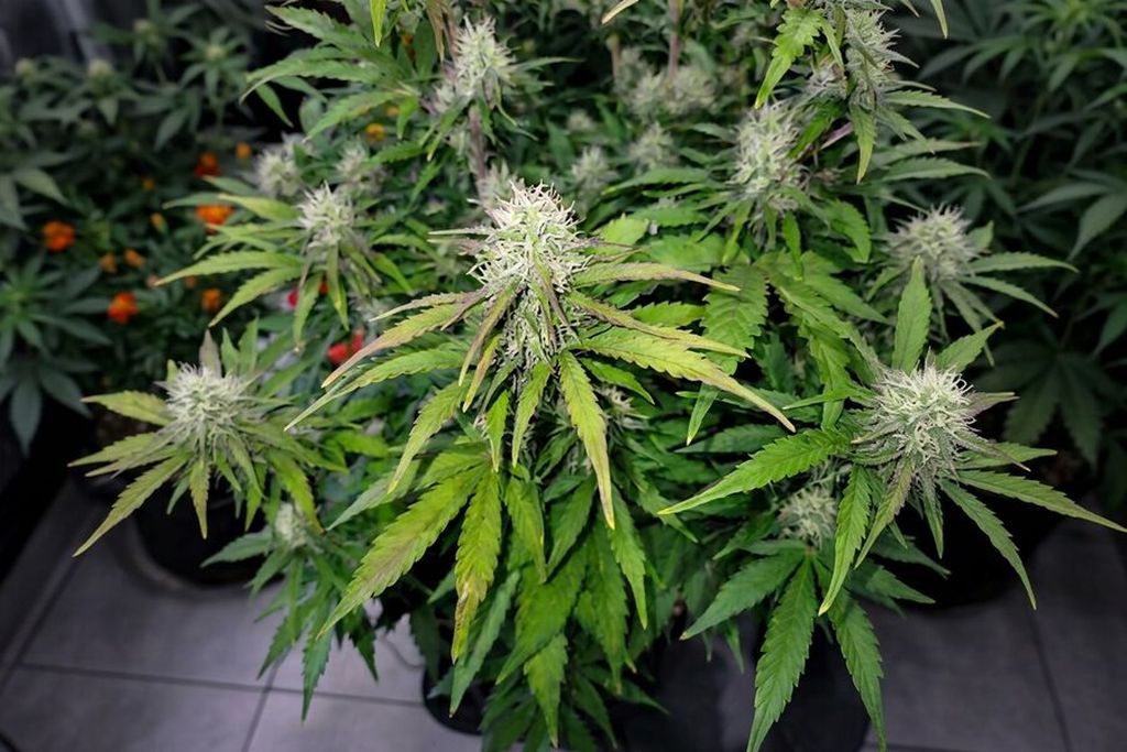 Cannabis plant with healthy green leaves and flowers An autoflower cannabis plant with healthy green leaves and flowers forming at the nodes.
