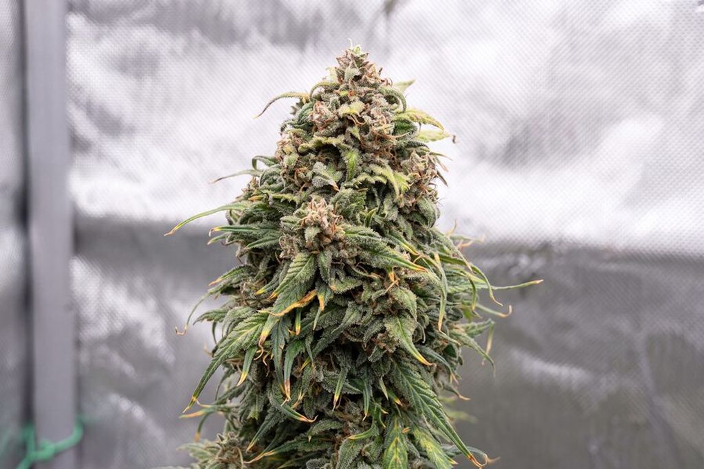 Harvest-ready autoflower bud with dark curled pistils and dense trichome coverage