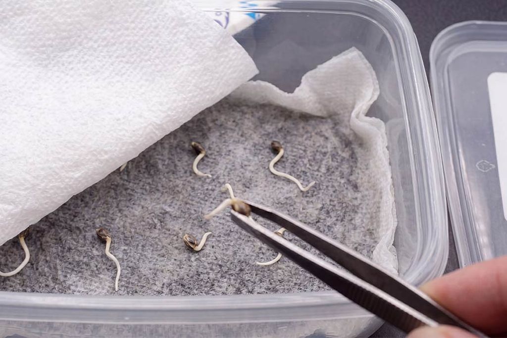 Cannabis seeds spaced on a damp paper towel Cannabis seeds germinating on a damp paper towel, with tiny white taproots starting to emerge.