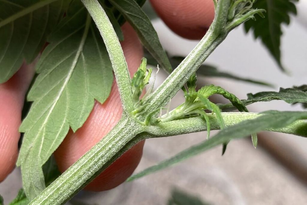 Cannabis plant starting to show its first pre-flower signs, with tiny white pistils appearing at the nodes where the branches meet the main stem.