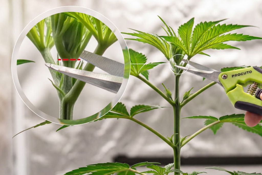 Annotated close-up showing scissors positioned just above node 3 on an autoflower plant with the correct cut line labeled.