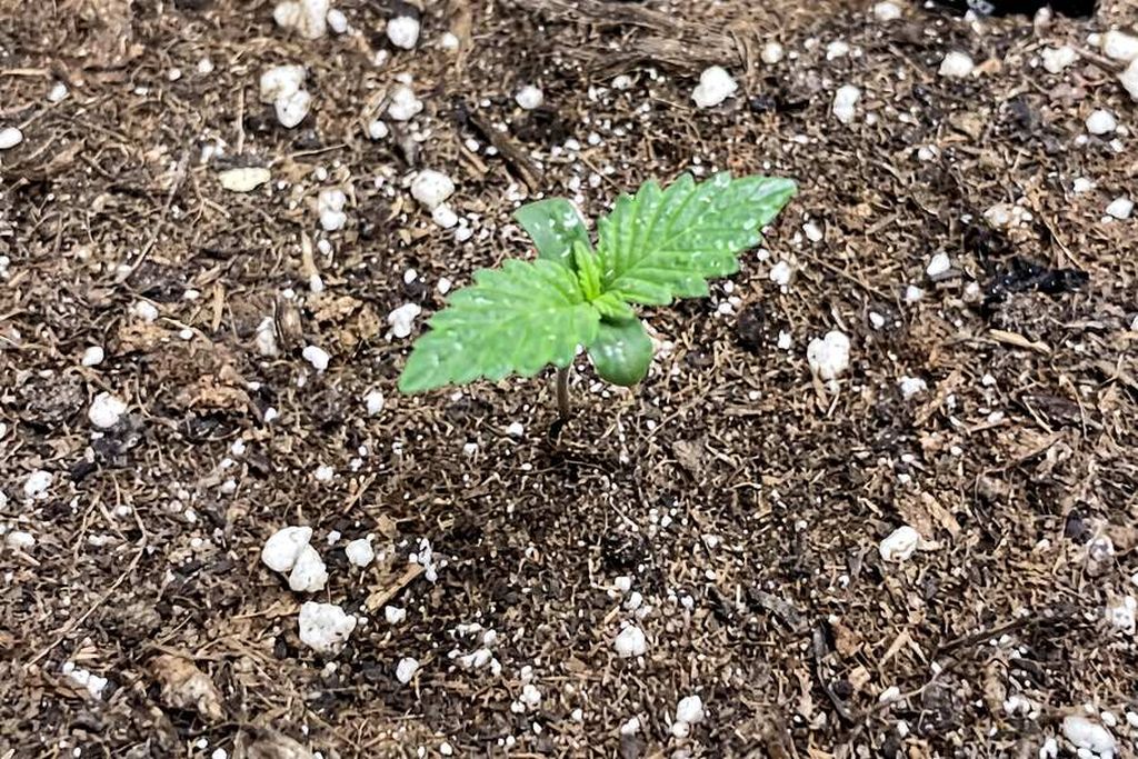 autoflower seedling with round cotyledon leaves emerging from soil in a fabric pot