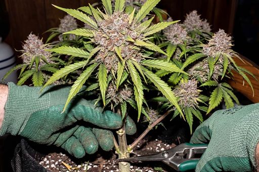 A cannabis branch being carefully trimmed with scissor. Cannabis branch being carefully trimmed with scissors, showing fresh green leaves and a steady hand making a clean cut.