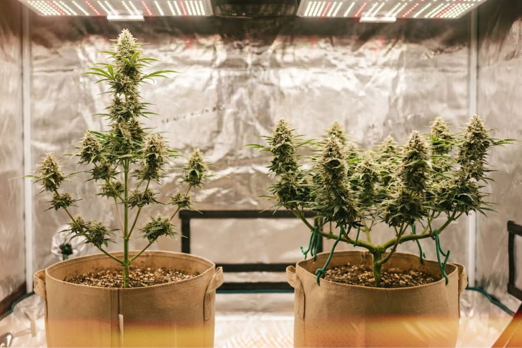 The flat canopy on the trained plant puts more bud sites in the direct light zone. The untrained plant concentrates growth in one top while lower branches develop in reduced light. Side-by-side comparison of LST trained autoflower with flat multi-topped canopy next to untrained autoflower with single tall central cola What the image should show: Left: untrained autoflower with one tall central cola and visibly shaded lower branches. Right: LST-trained autoflower with a flat, spread-out canopy and multiple tops at the same height. Label arrows indicating canopy height difference, number of light-exposed tops and the shaded zone on the untrained plant.