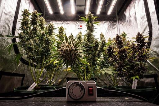 cannabis plant in a grow tent with a switch
