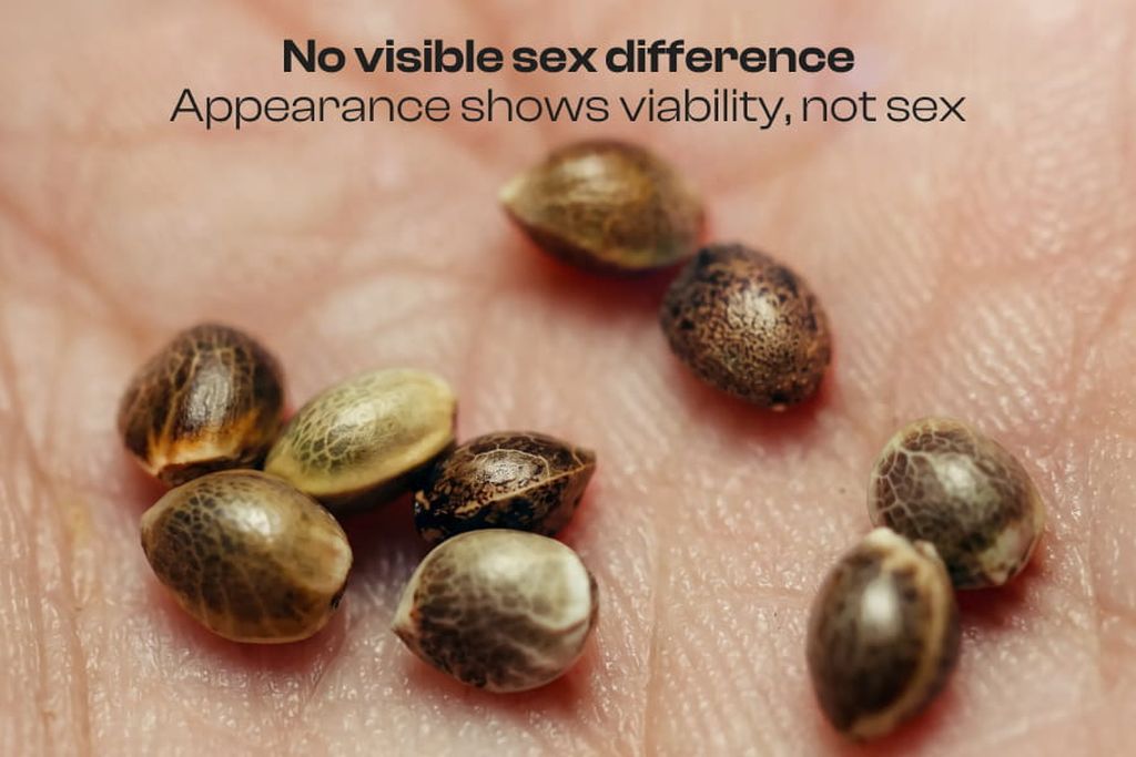 Healthy cannabis seeds Healthy cannabis seeds up close, with brown shells, dark stripes, and different sizes.