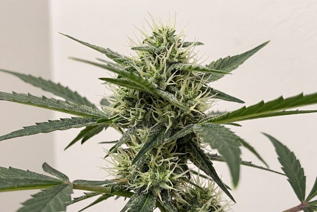 Week 7 autoflower bud cluster fattening with trichomes just visible on calyxes