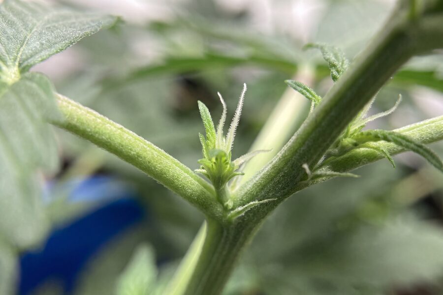 Autoflower Week by Week Growth in Pictures [Full Guide]