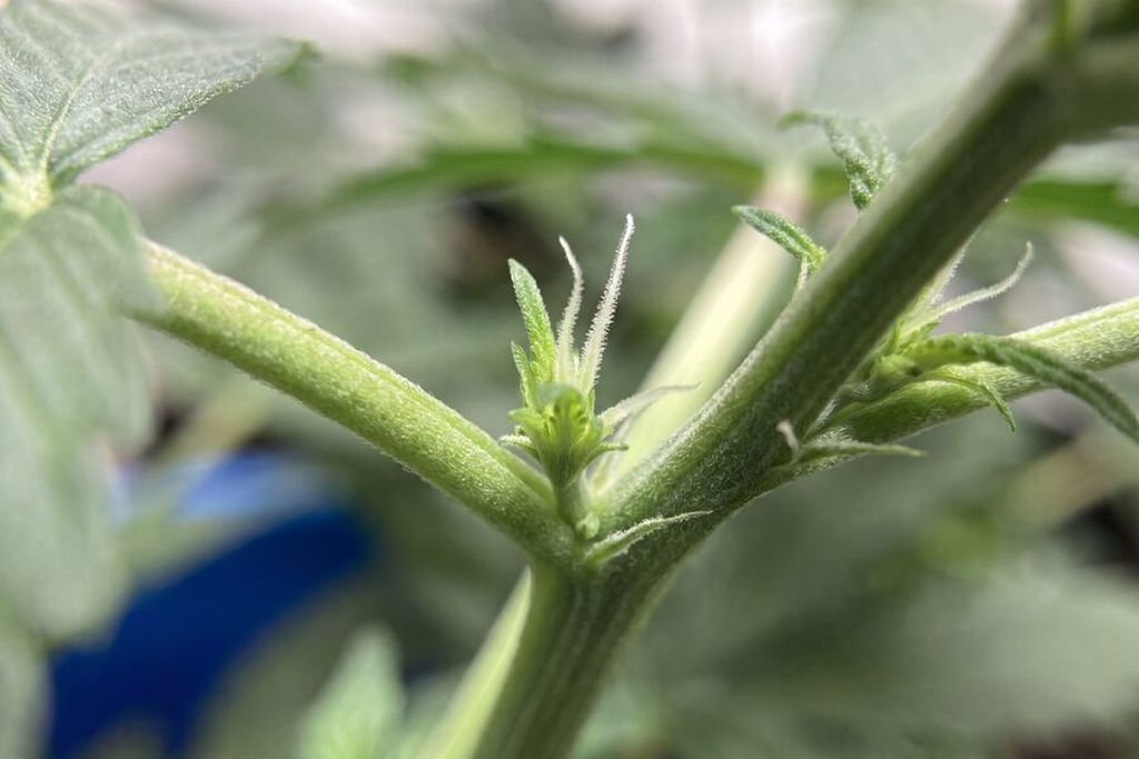Early pre-flower pistils on a cannabis plant, with tiny white hairs emerging at the nodes where the branches meet the main stem.
