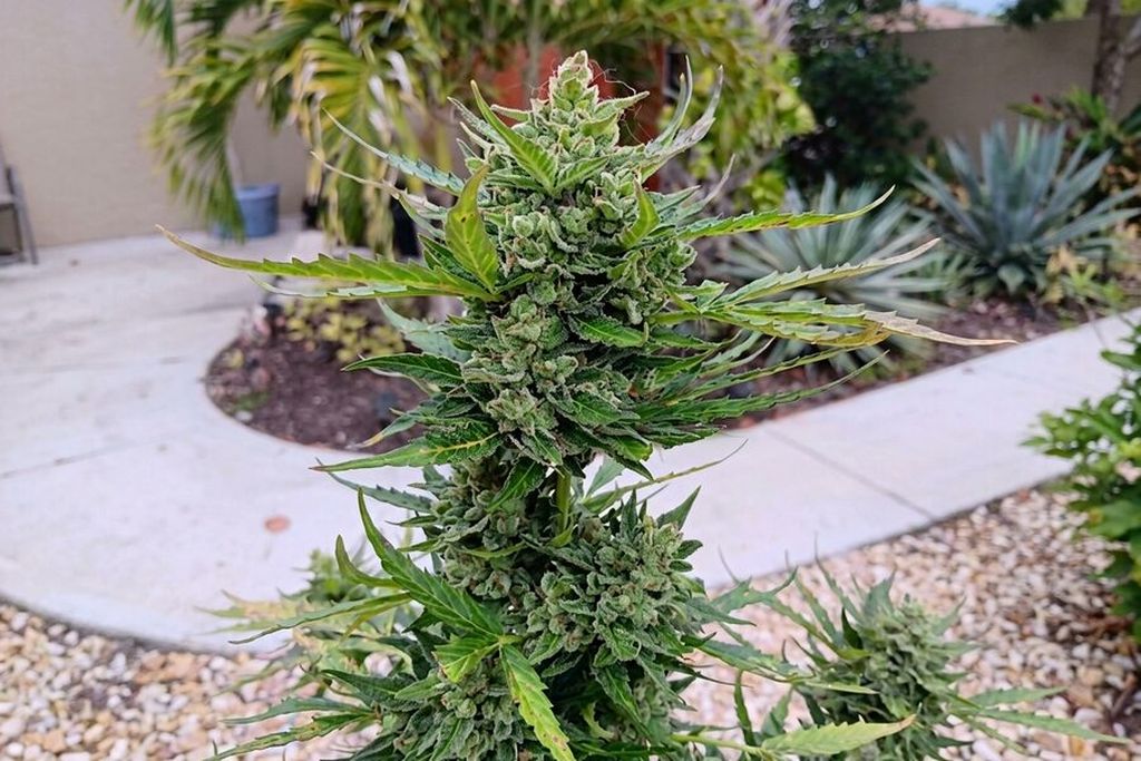 Cannabis plant growing outdoors in natural sunlight, with green leaves and small buds starting to form. a A healthy outdoor autoflower cannabis plant growing naturally in sunlight.