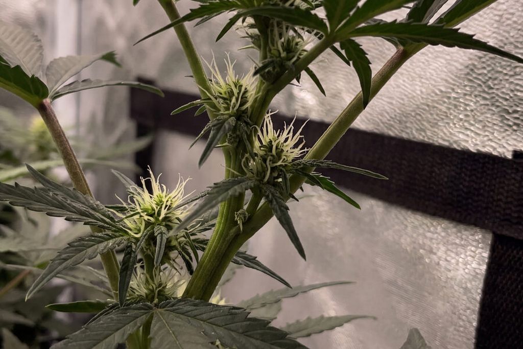 Close-up of pre-flower pistils at a week 5 autoflower node.