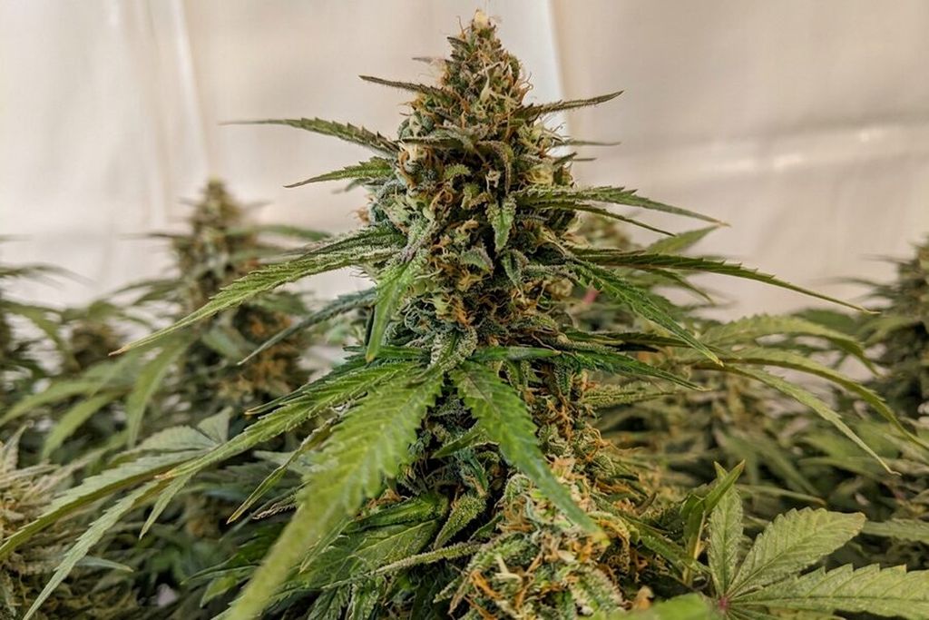 a healthy cannabis plant grown in a grow tent Healthy cannabis plant in a grow tengt