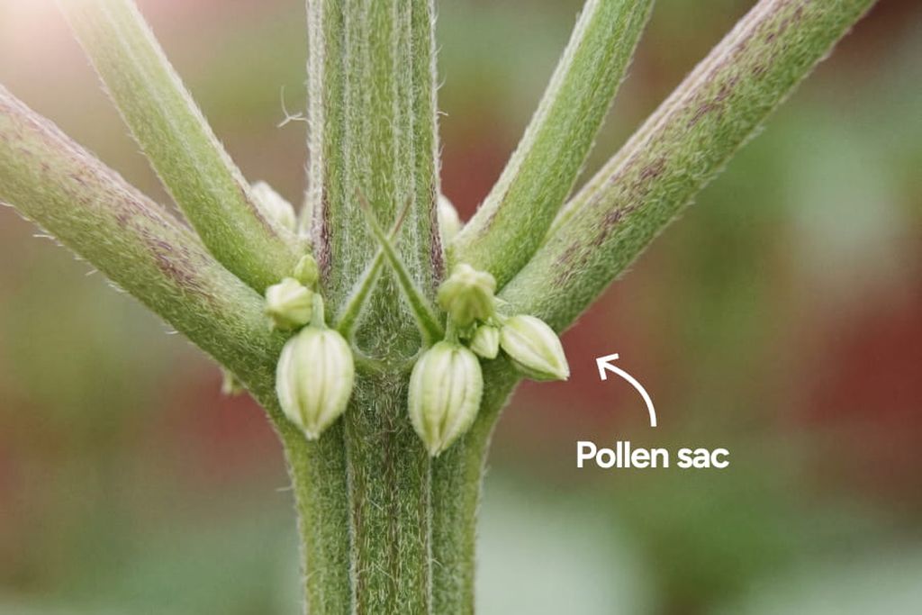 Image showng the early signs of a male cannabis plant, with small ball-like sacs starting to appear where the branches meet the main stem.