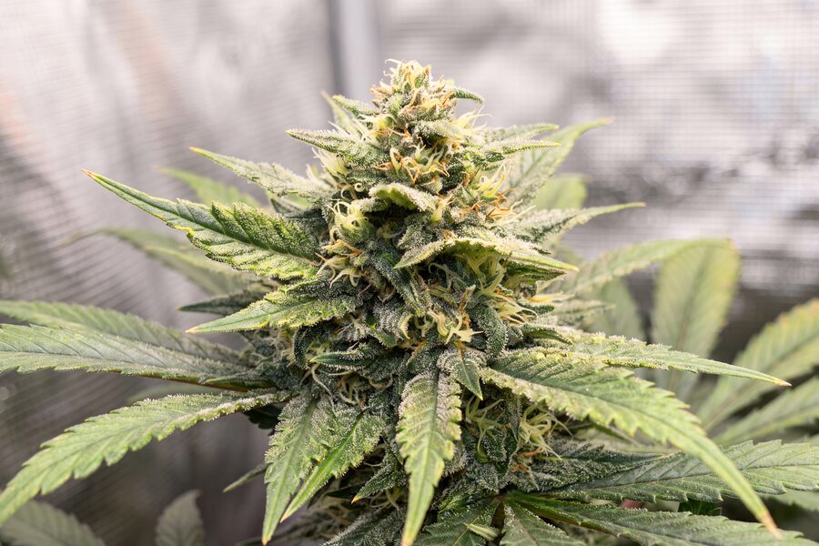 Autoflower Week by Week Growth in Pictures [Full Guide]