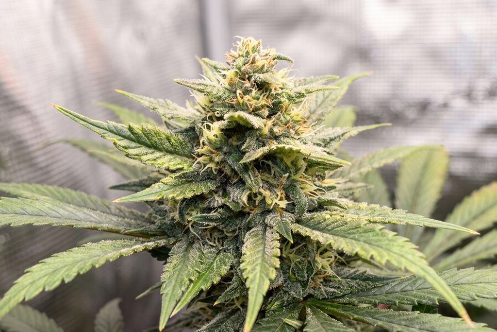 Week 8 autoflower dense bud with milky white trichomes visible on calyxes