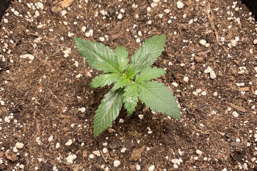 Autoflower Week by Week Growth in Pictures [Full Guide]