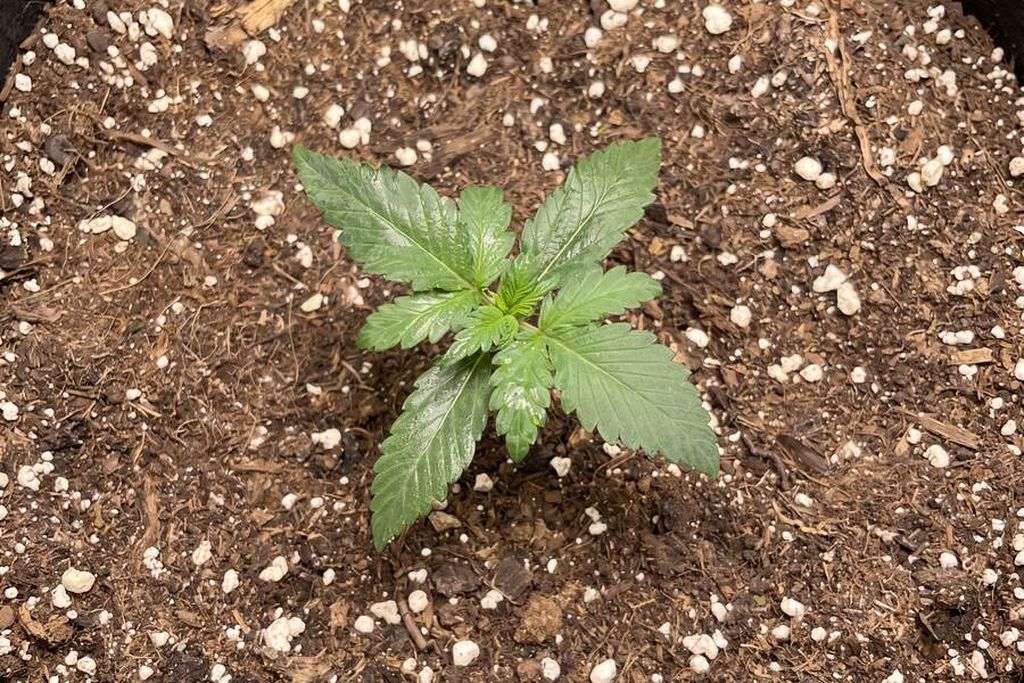 A week 2 autoflower seedling with its first serrated leaves growing above the cotyledons.