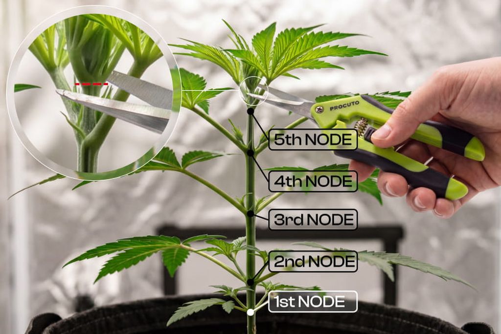 Close-up of an autoflower stem with nodes 1 through 5 labeled and the safe topping window highlighted at nodes 4 and 5.