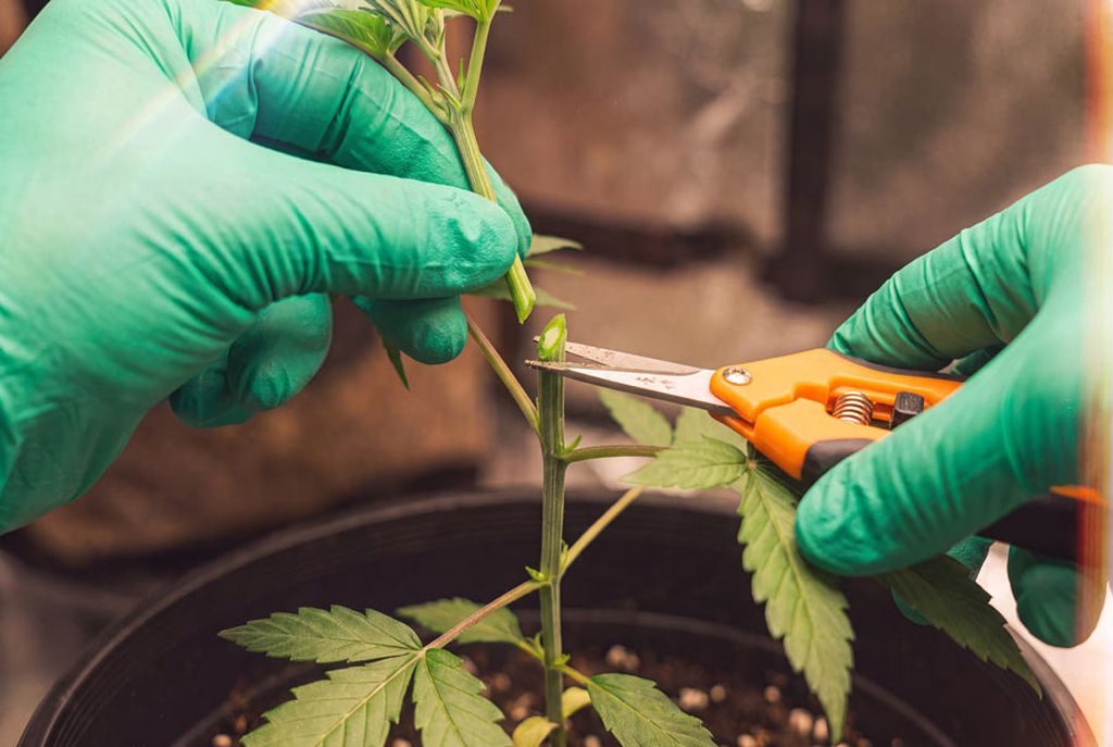 Cutting off the top of an autoflower cannabis plant to show the cloning process. An autoflower cannabis plant with its top freshly cut off.