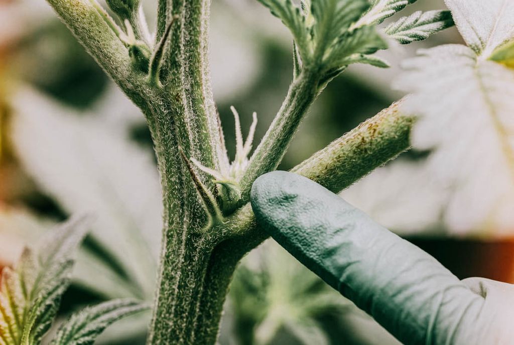 Close-up of a cannabis plant with two tiny white hairs starting to grow at the node. These hairs are an early sign that the plant is female, usually appearing during the pre-flowering stage.