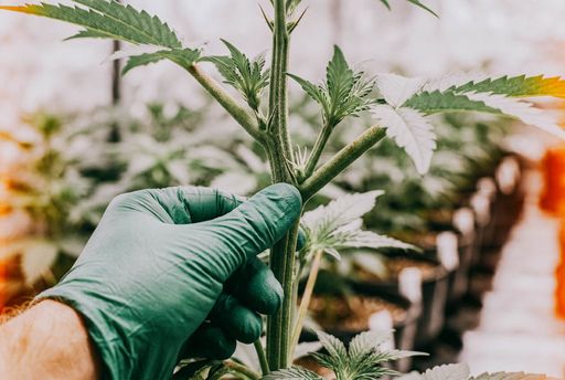 An image showing a cannabis plant with tiny white hairs starting to appear at the nodes, one of the first signs it’s female.