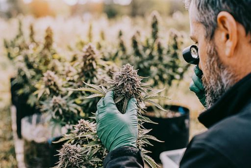 Inspecting cannabis leaves with a magnifying glass, checking the plant up close for tiny details like pests, trichomes, or leaf damage. Someone gently inspecting cannabis leaves with a magnifying glass, checking the plant up close for tiny details like pests, trichomes, or leaf damage.