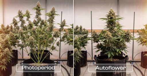A side-by-side comparison shows a taller photoperiod cannabis plant on the left and a smaller, compact autoflower plant on the right, clearly highlighting the difference in their size and growth structure.