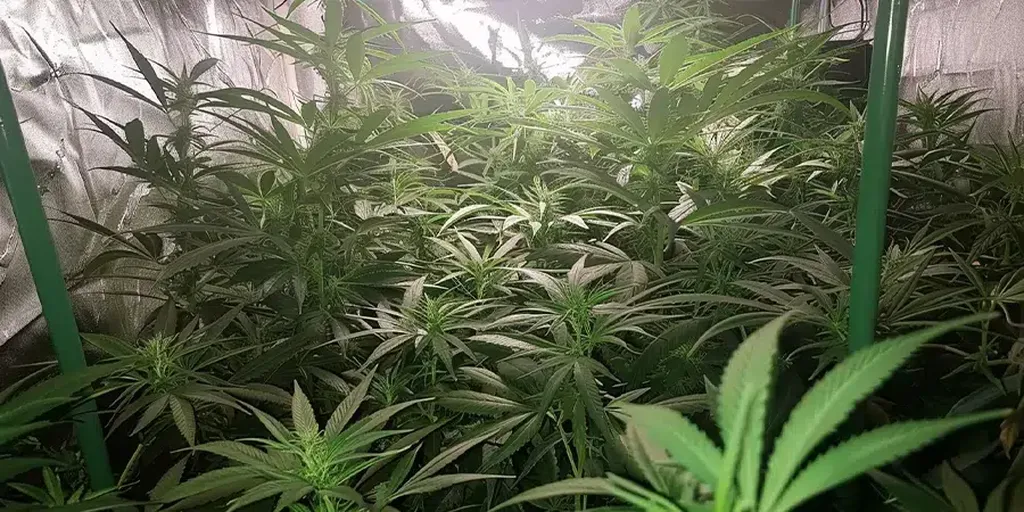 A full, lush indoor grow room packed with cannabis plants that have been left to grow to their full potential, creating a dense, thriving environment with numerous buds.